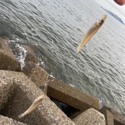 シロギスタキビレスタ