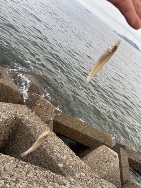 シロギスタキビレスタ