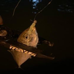 ナイトアジング