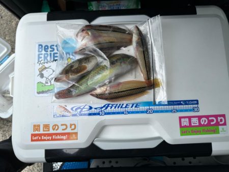 シロギス釣り