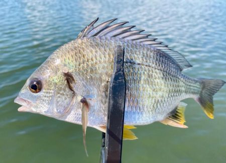 🏮キビレ祭りἾ…