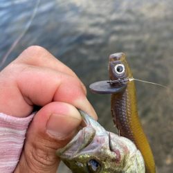 ロングワームで