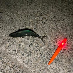 今年初大サバ！