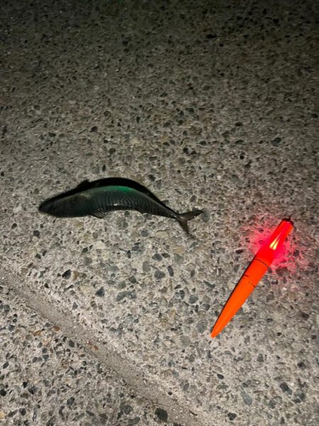 今年初大サバ！