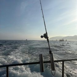 タコ　中型以上がパラパラ