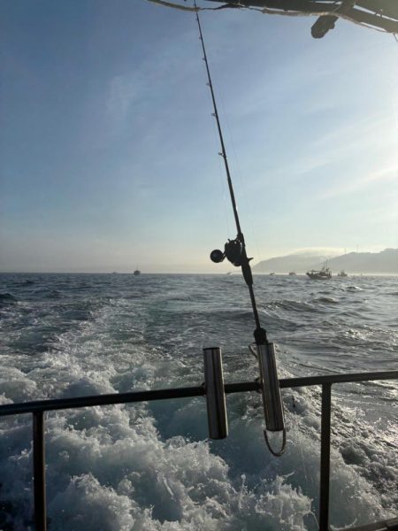 タコ　中型以上がパラパラ