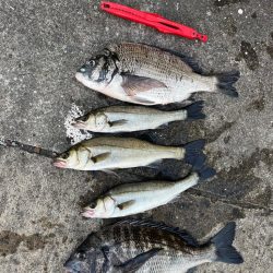 エビ撒き好調です