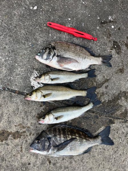 エビ撒き好調です