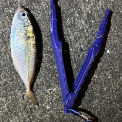 再調査アジング