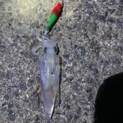 待ってました^_^