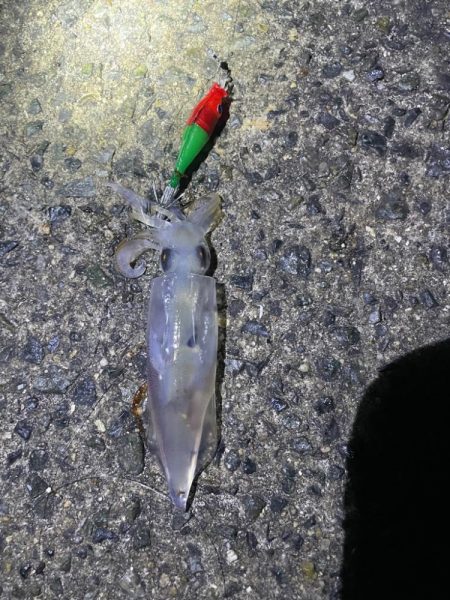 待ってました^_^