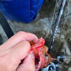 尾鷲ロックフィッシュ