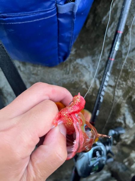 尾鷲ロックフィッシュ