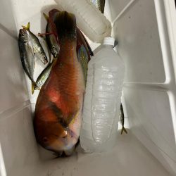 錦江湾異常なし