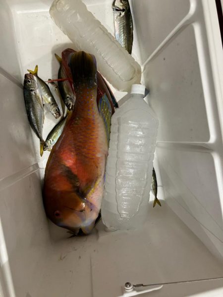 錦江湾異常なし