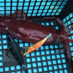 イカメタル爆釣