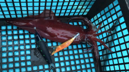 イカメタル爆釣