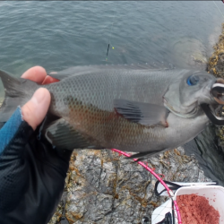 梅雨グレ祭り！