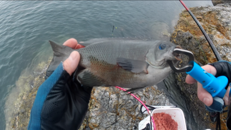 梅雨グレ祭り！