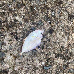 雨上がりのシロギスタ