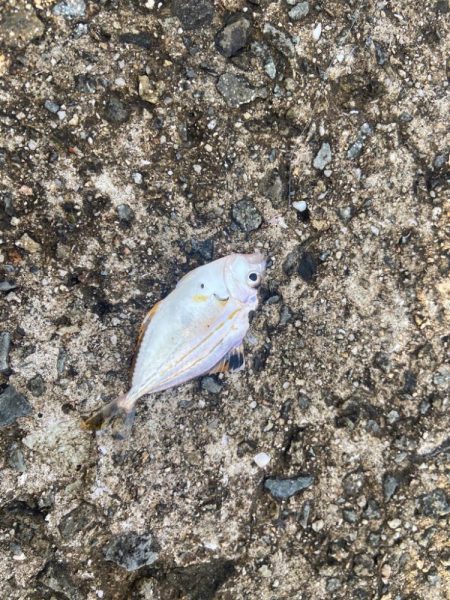 雨上がりのシロギスタ