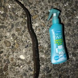 アオイソメちゃん