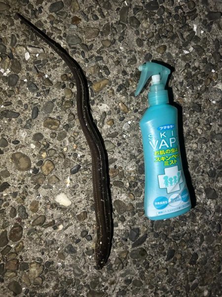 アオイソメちゃん