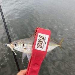 ディープアジング