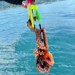 タコ/エギタコ&イカ/イカメタル