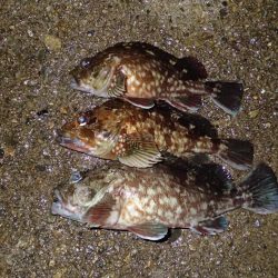 武庫一のBIG登場!