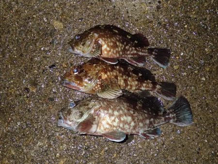 武庫一のBIG登場！