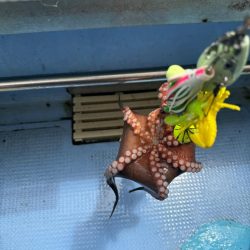 釣り船西海　明石タコ釣り