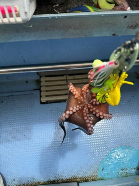 釣り船西海　明石タコ釣り