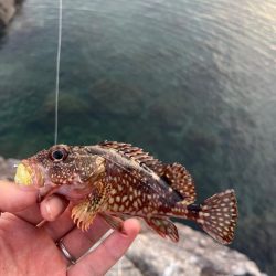 小浜ロックフィッシュ