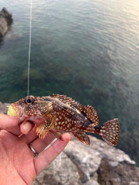 小浜ロックフィッシュ