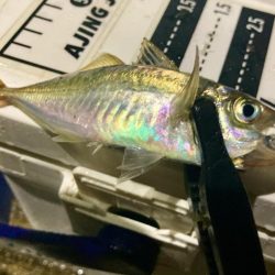 今夜も雨、でも行く！笑