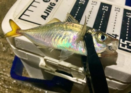 今夜も雨、でも行く！笑