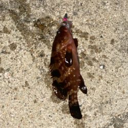 ホタルイカ餌でロックフィッシュ