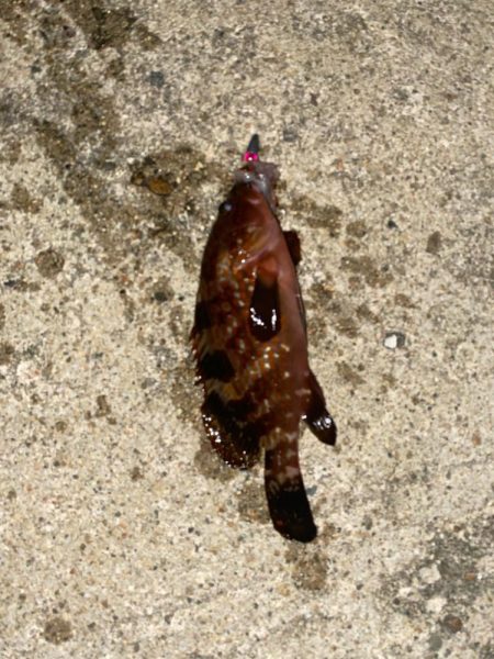 ホタルイカ餌でロックフィッシュ