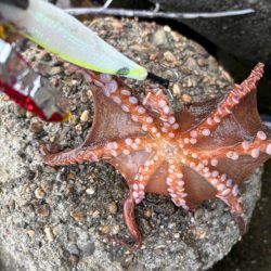 オクトパッシング16