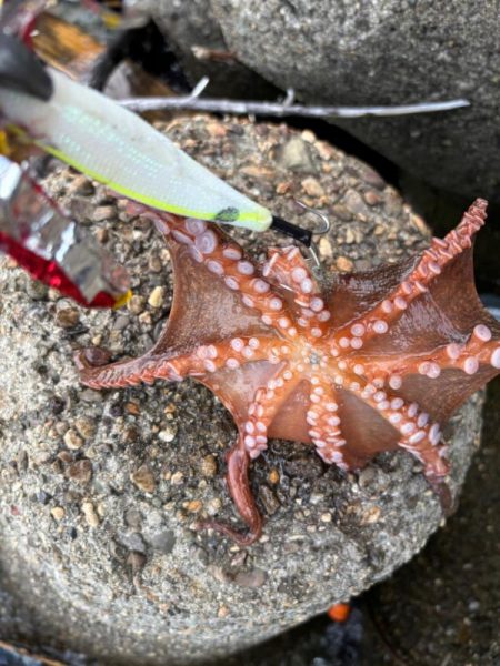 オクトパッシング16