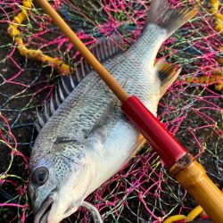 ヘチってきました