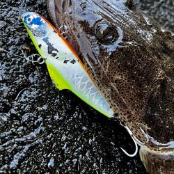 マゴチをバイブレーションで釣る