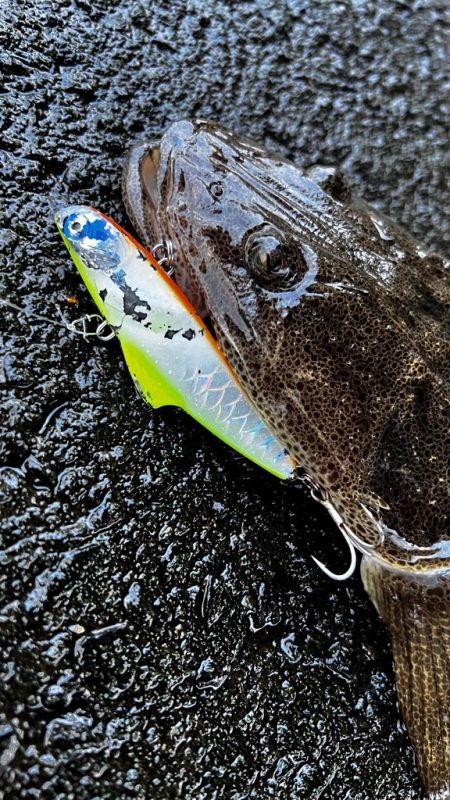 マゴチをバイブレーションで釣る