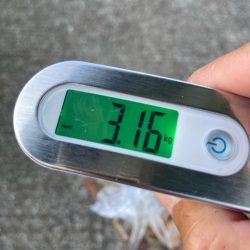 【タコフィネス】アコウ２＋ ガシラ複数 ＋ タコ７