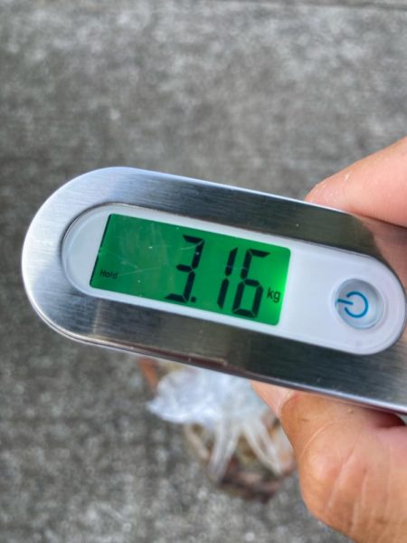 【タコフィネス】アコウ２＋ ガシラ複数 ＋ タコ７