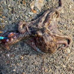 オクトパッシング5