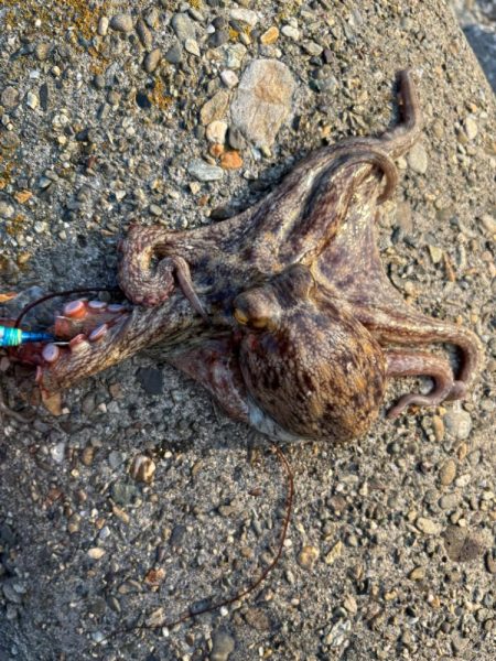 オクトパッシング5