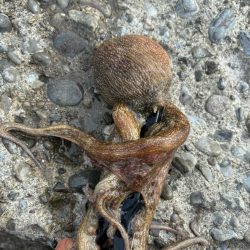 オクトパッシング12