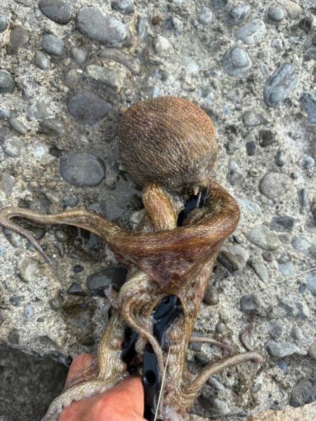 オクトパッシング12